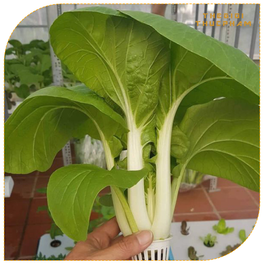 Cải bẹ trắng tươi sạch nhà vườn Thế Giới Thực Phẩm