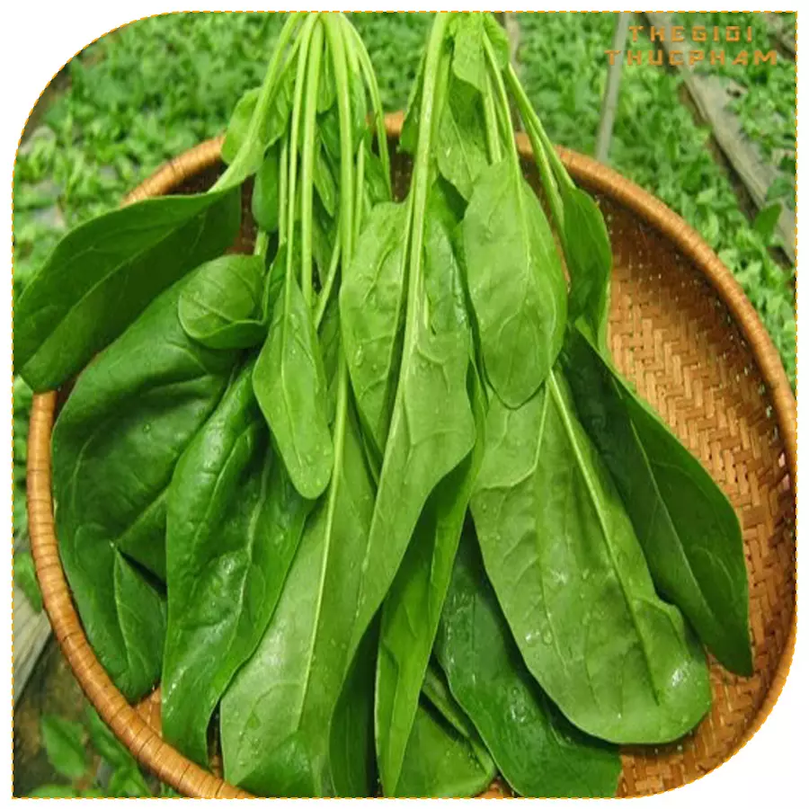 Cải bó xôi sạch nhà vườn Thế Giới Thực Phẩm Cải bó xôi sạch nhà vườn Thế Giới Thực Phẩm
