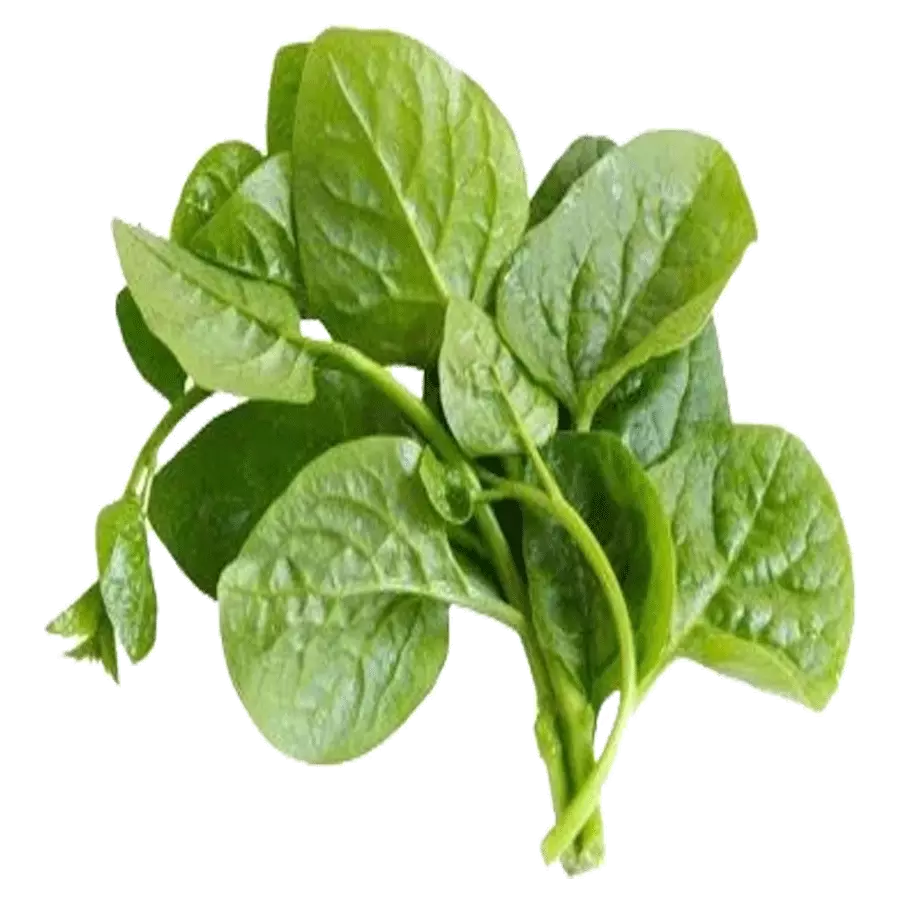 Mồng tơi tươi sạch nhà vườn Thế Giới Thực Phẩm Mồng tơi tươi sạch nhà vườn Thế Giới Thực Phẩm